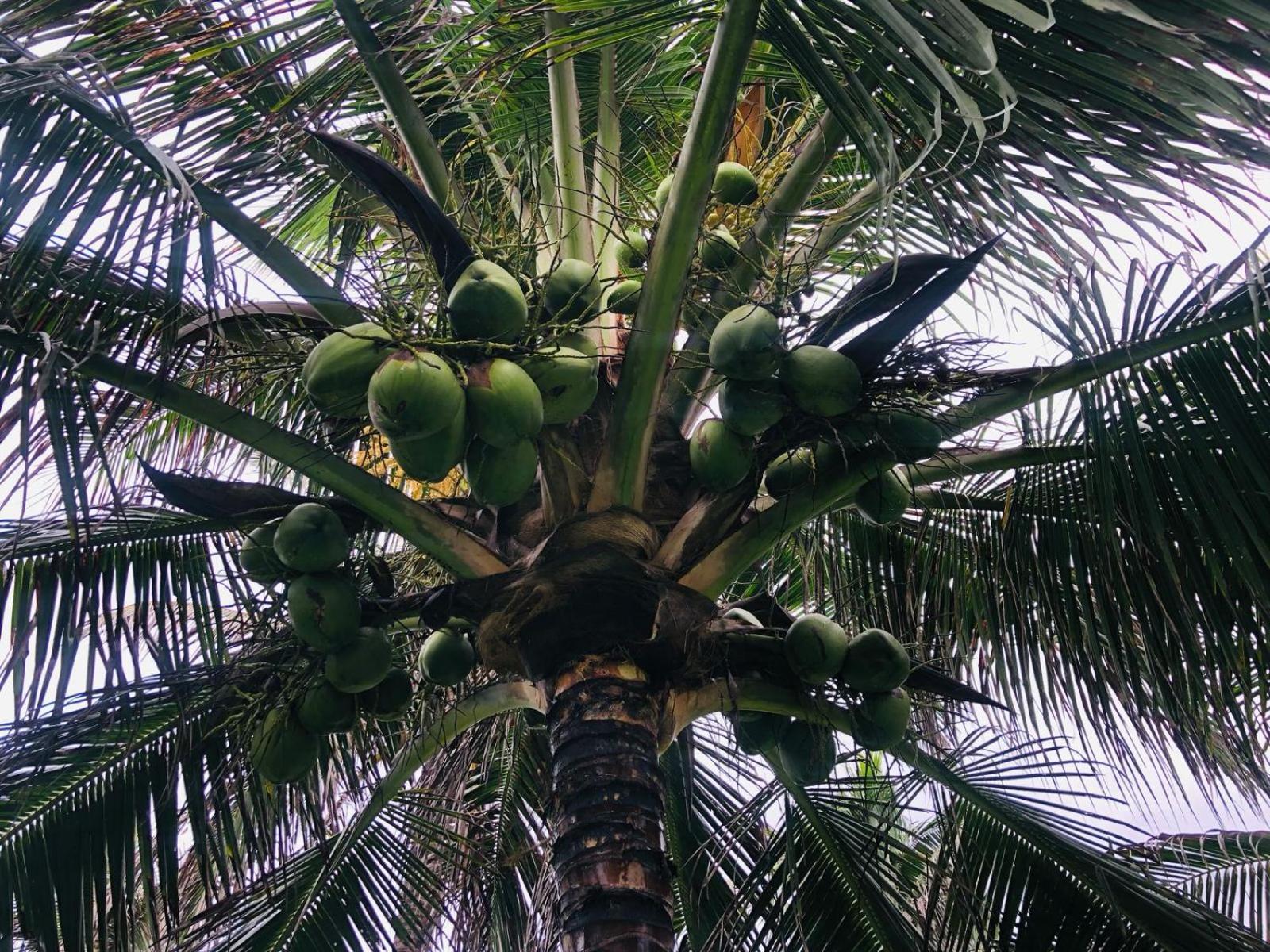Villa Ava Kite - Guajiru Trairi Buitenkant foto